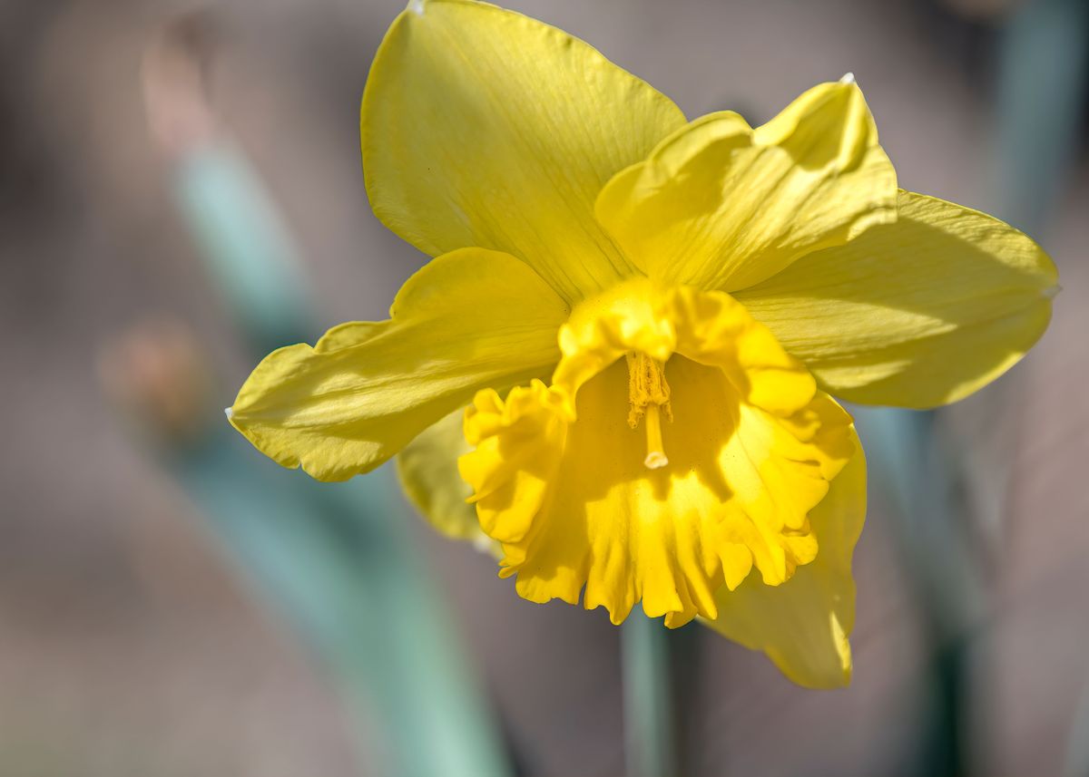 Daffodils Bloom In Spring Poster Picture Metal Print Paint By