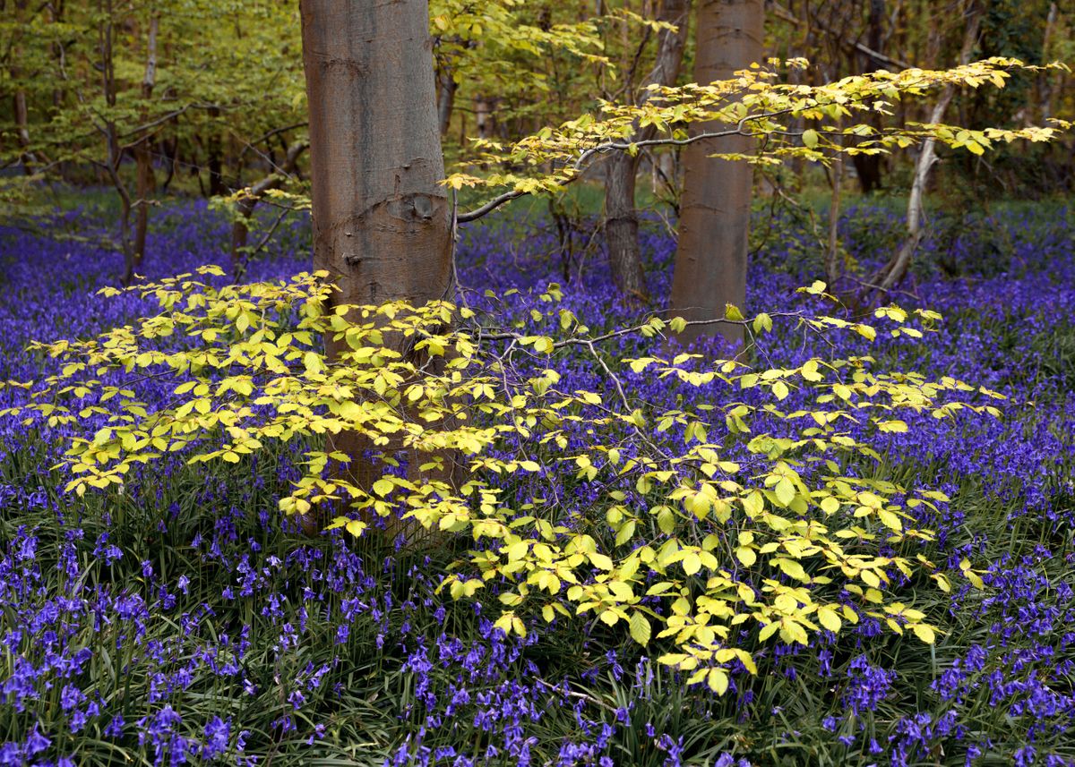 Bluebells Forest Poster Picture Metal Print Paint By Svetlana