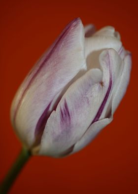 Tulip Flower Macro Shoot Poster By BakalaeroZz Photography Displate