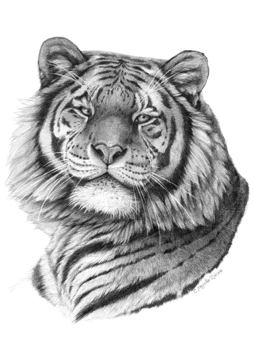 Siberian Tiger Portrait G101 Poster Picture Metal Print Paint By