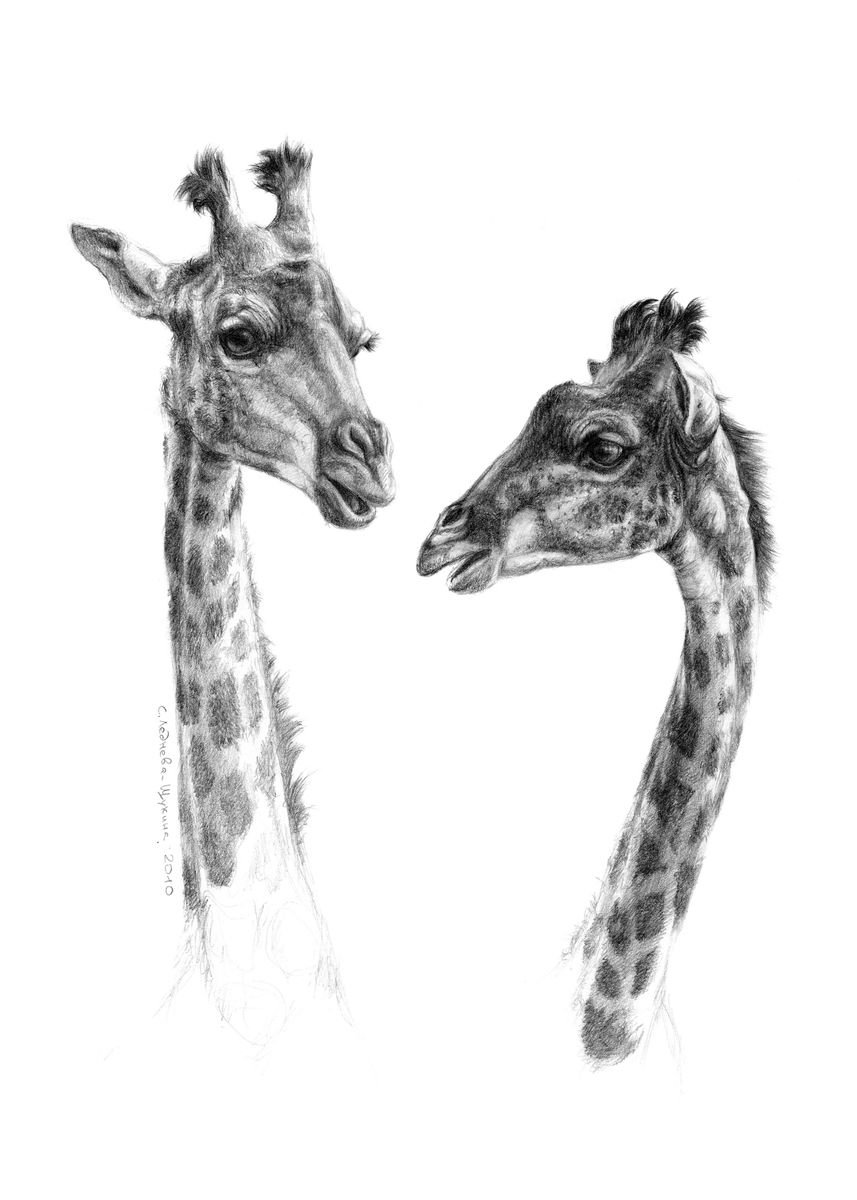 Giraffes G055 By Svetlana Ledneva Schukina Ref G055 Poster By