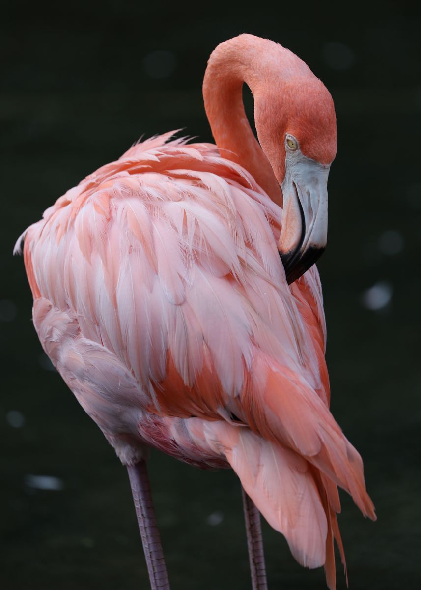 Pink Flamingo Poster By Melanie Kowasic Displate