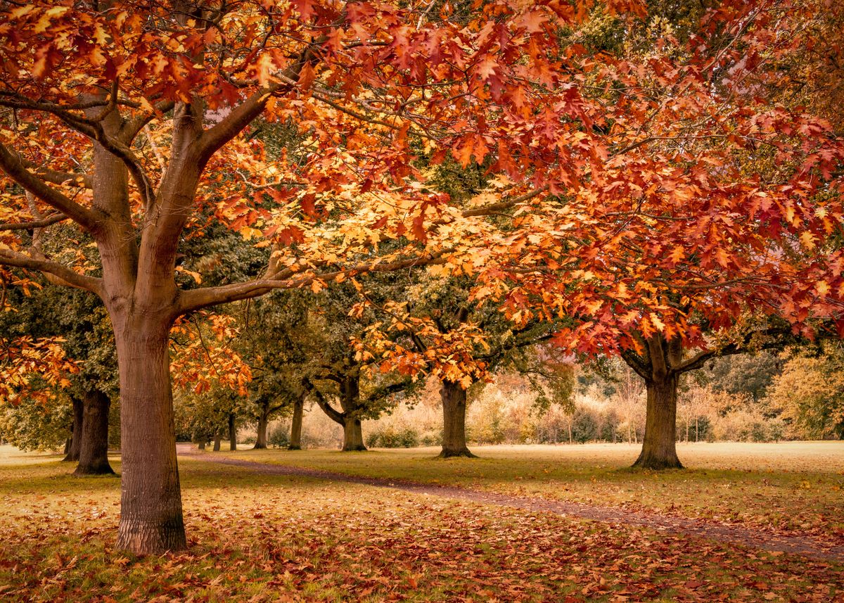 Autumn Colours Poster By Svetlana Sewell Displate