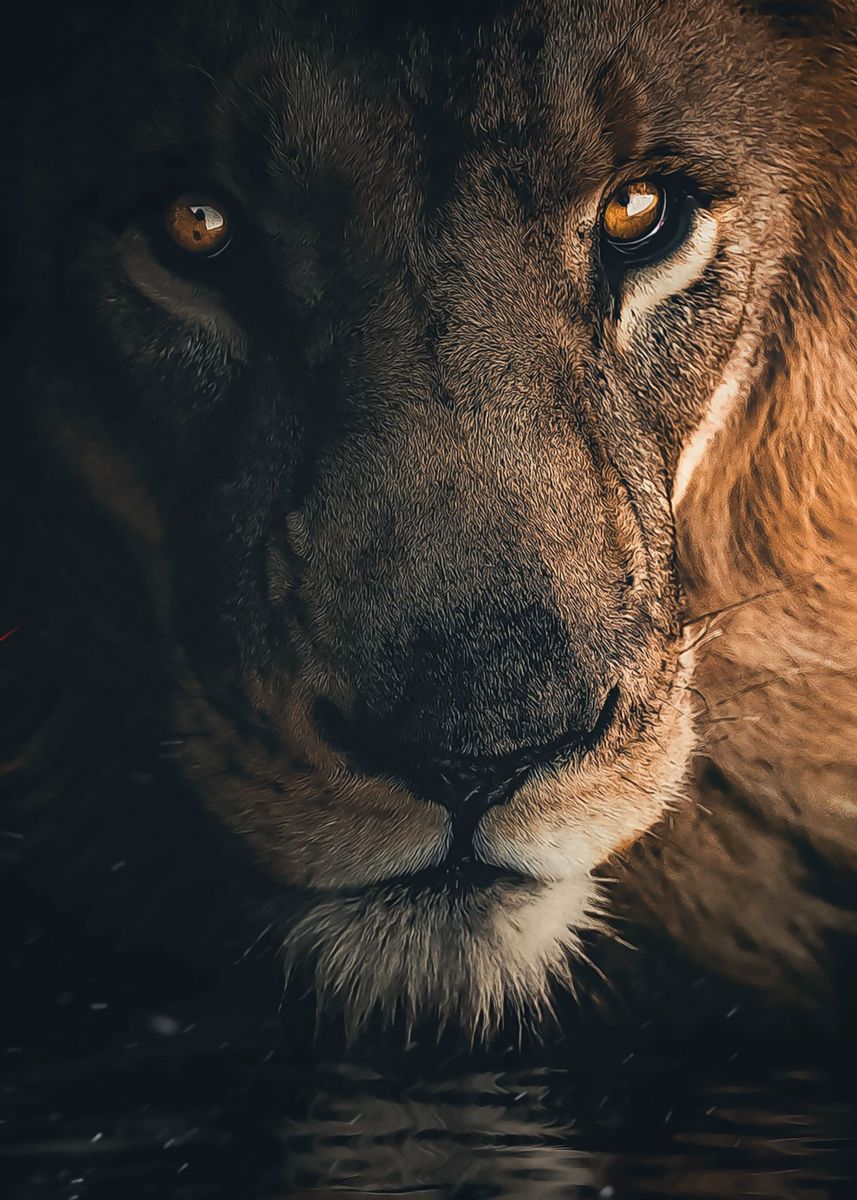 Лев глаза