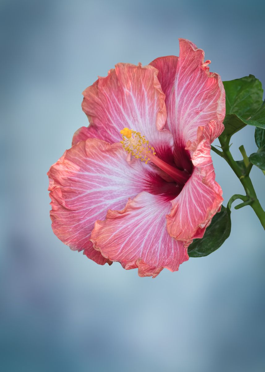 Hibiscus In Bloom Poster By Ornella Bonomini Displate