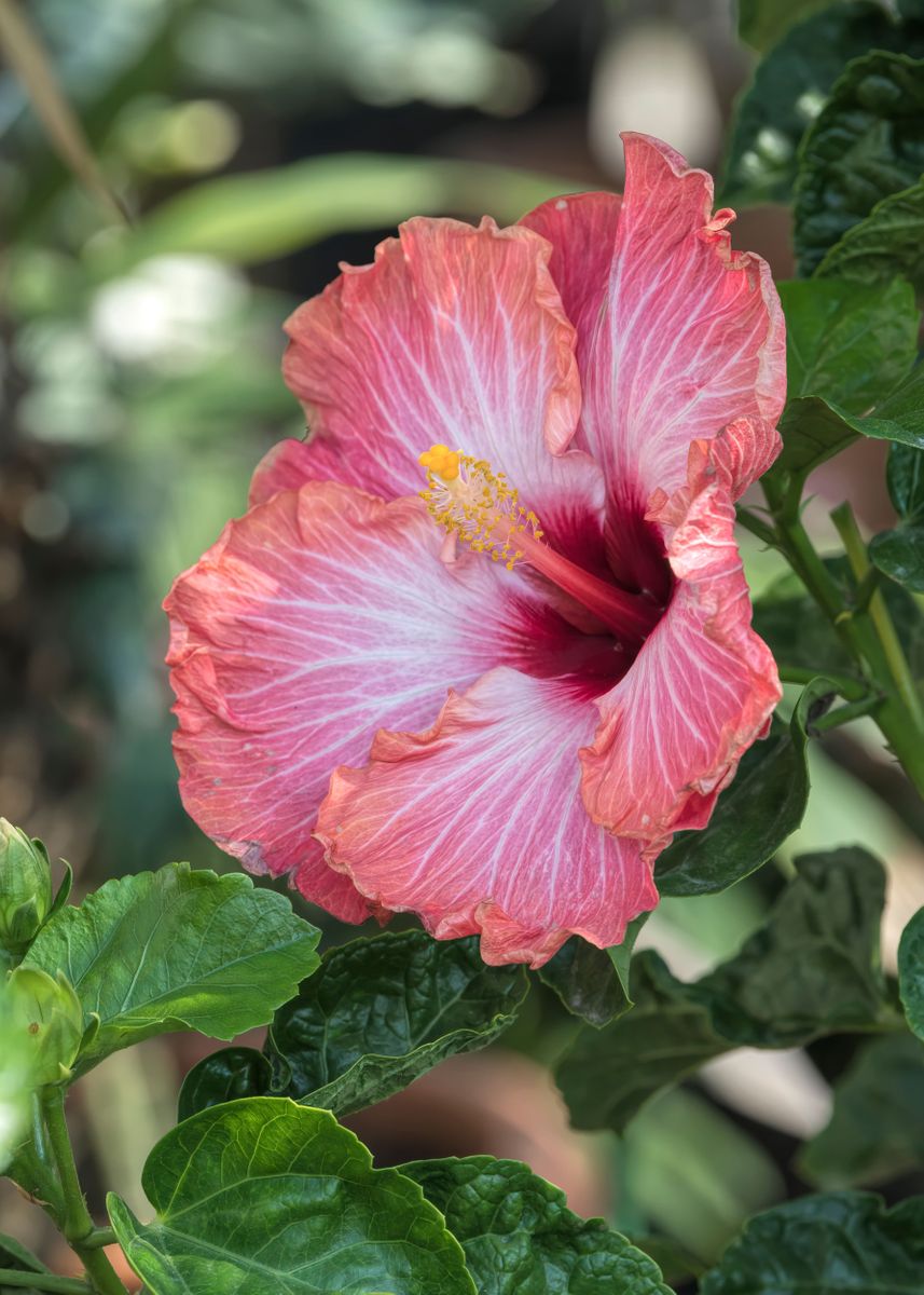 Hibiscus In Bloom Poster Picture Metal Print Paint By Ornella