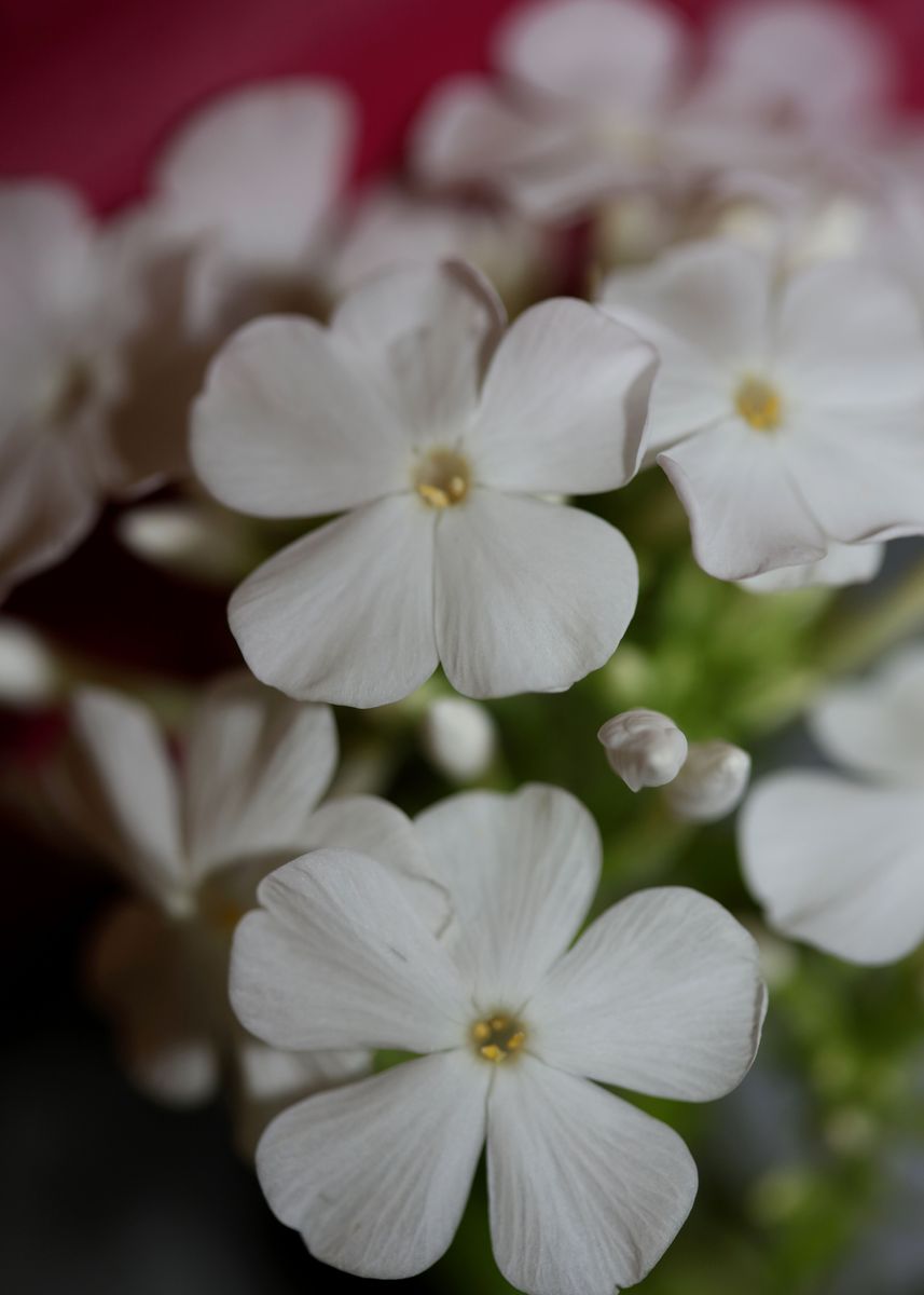 White Phlox Flower Blossom Poster Picture Metal Print Paint By