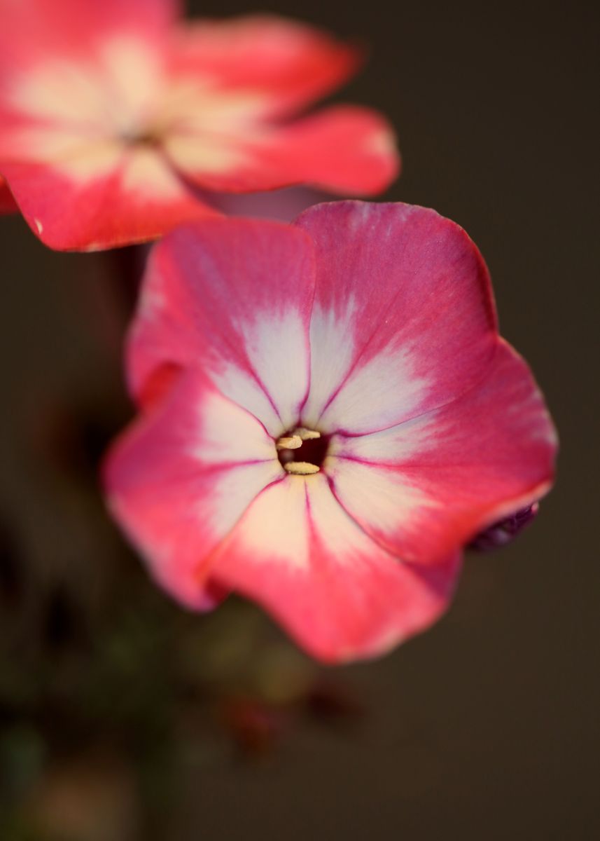 Phlox Pink Flowering Macro Poster Picture Metal Print Paint By