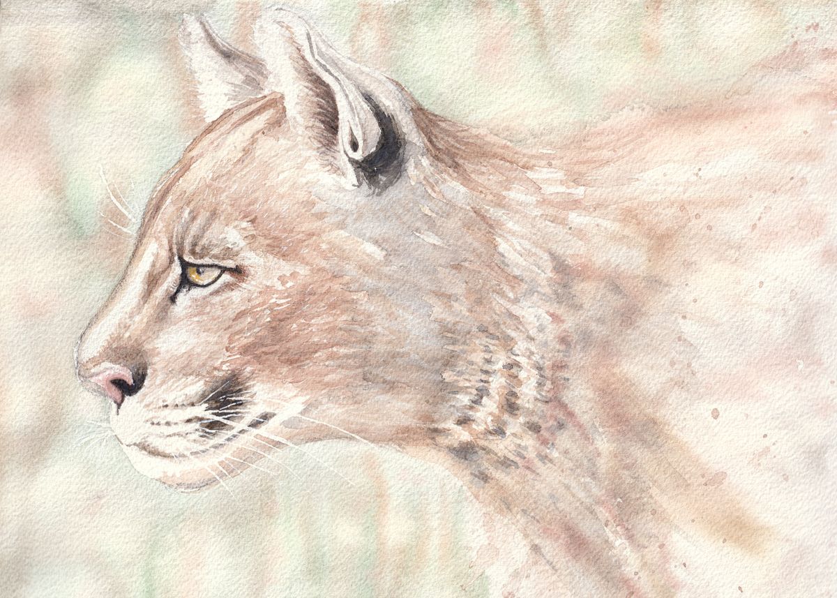 Mountain Lion Watercolor Poster By Jarrod Vandenberg Displate