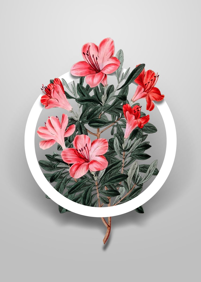 Red Chinese Azalea Flower Poster By Holy Rock Design Displate