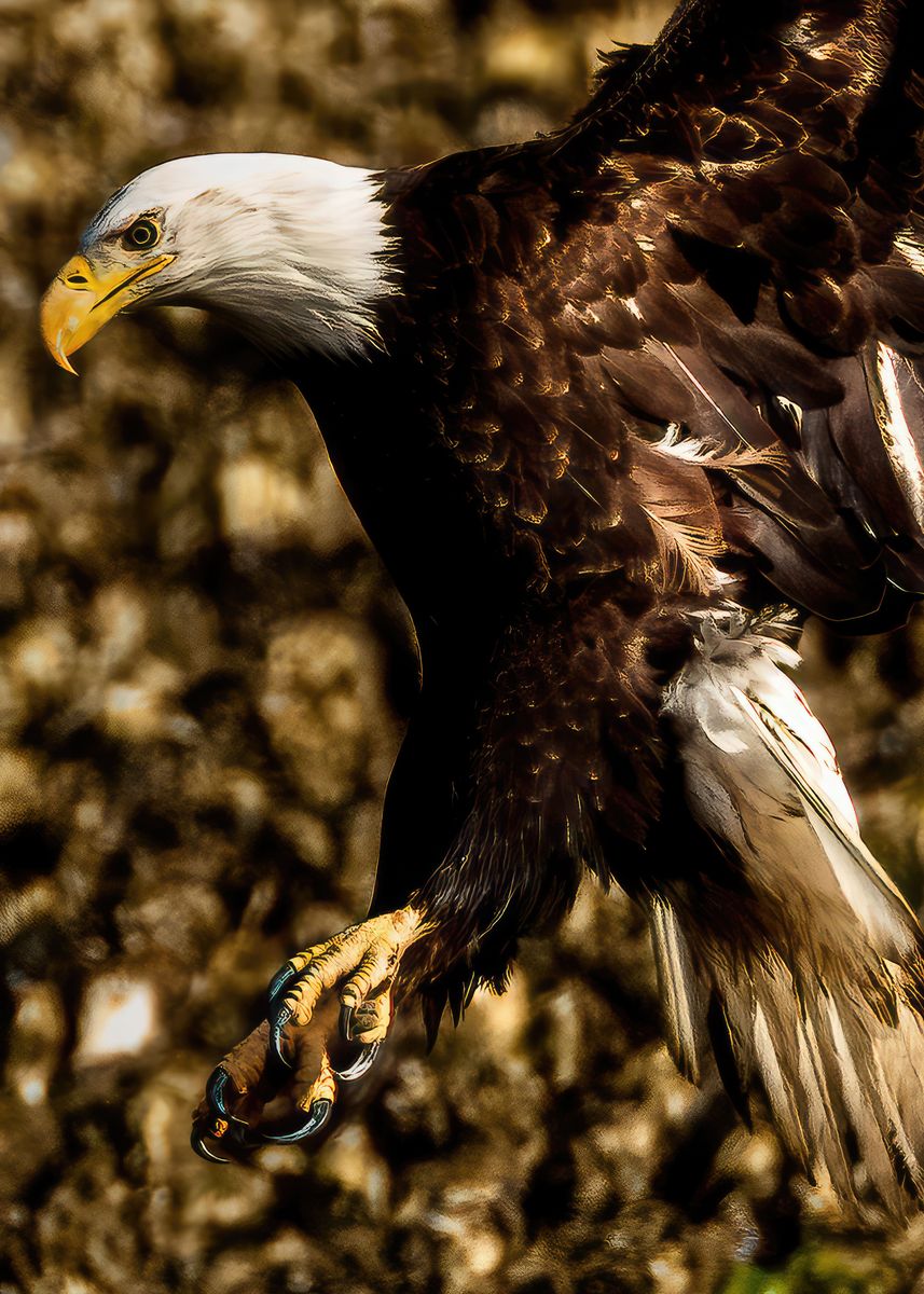 Up Close Bald Eagle Poster Picture Metal Print Paint By Joe