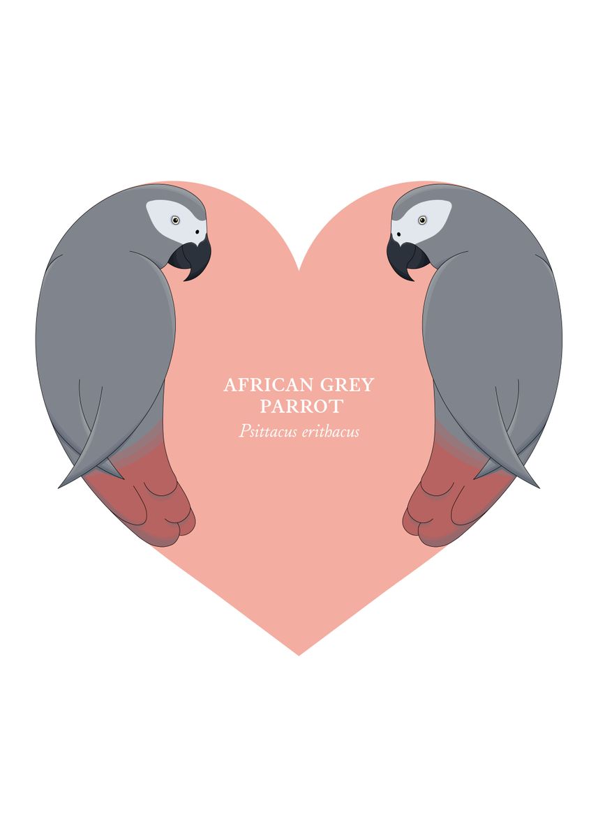 African Grey Parrot Poster Picture Metal Print Paint By Daniel