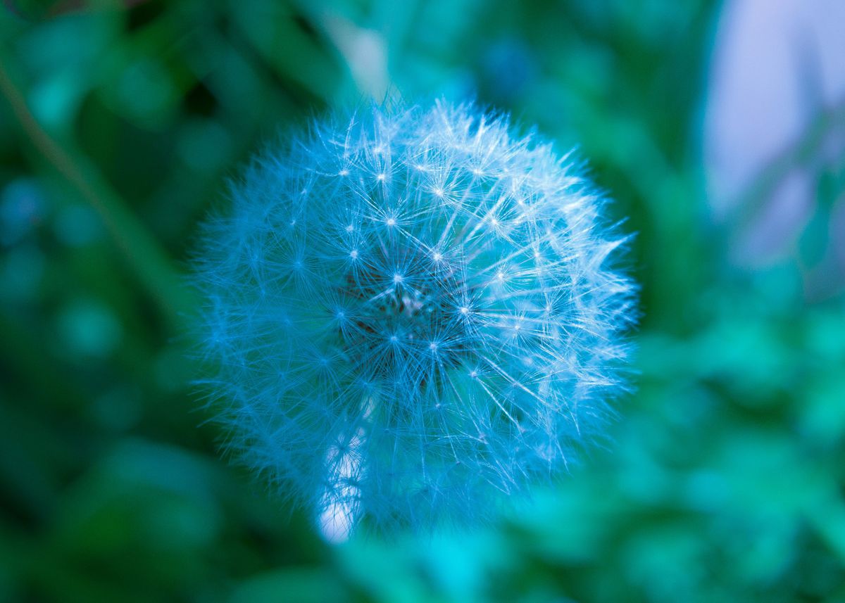 'Dandelion' Poster by David Sunier | Displate