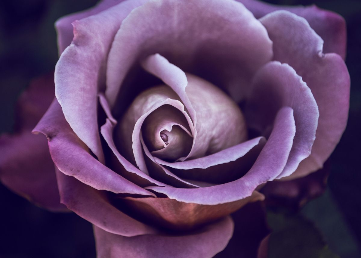 Fibonacci Sequence Rose