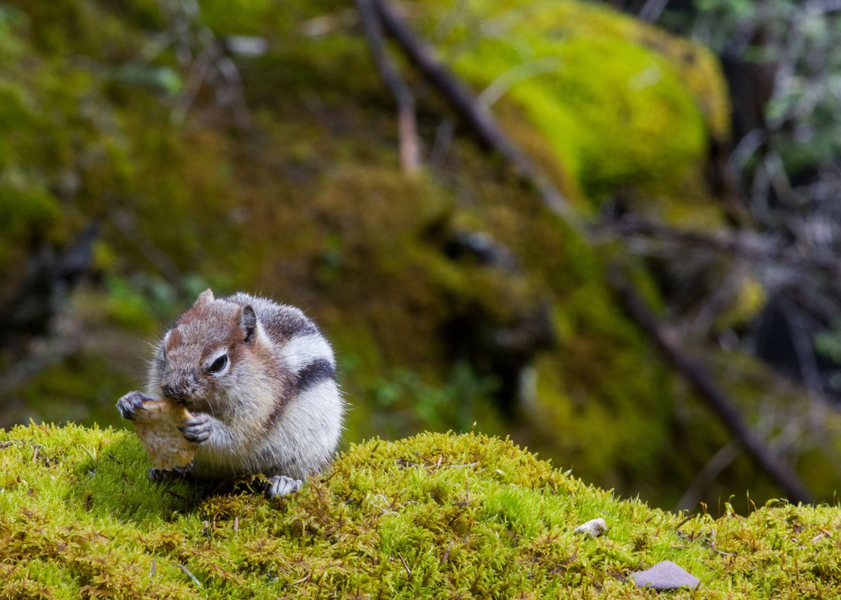 'Eating Chipmunk' Poster, picture, metal print, paint by Leander Knol ...