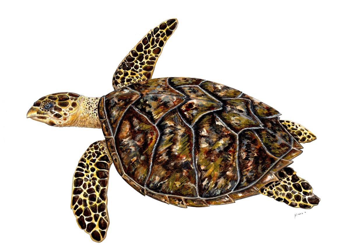 'Hawksbill turtle' Poster, picture, metal print, paint by Chloe Yzoard ...