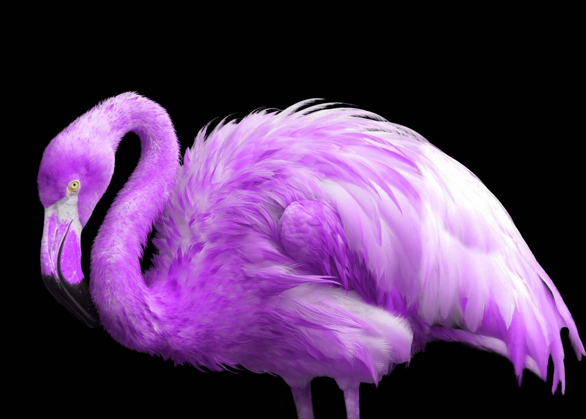 purple flamingo