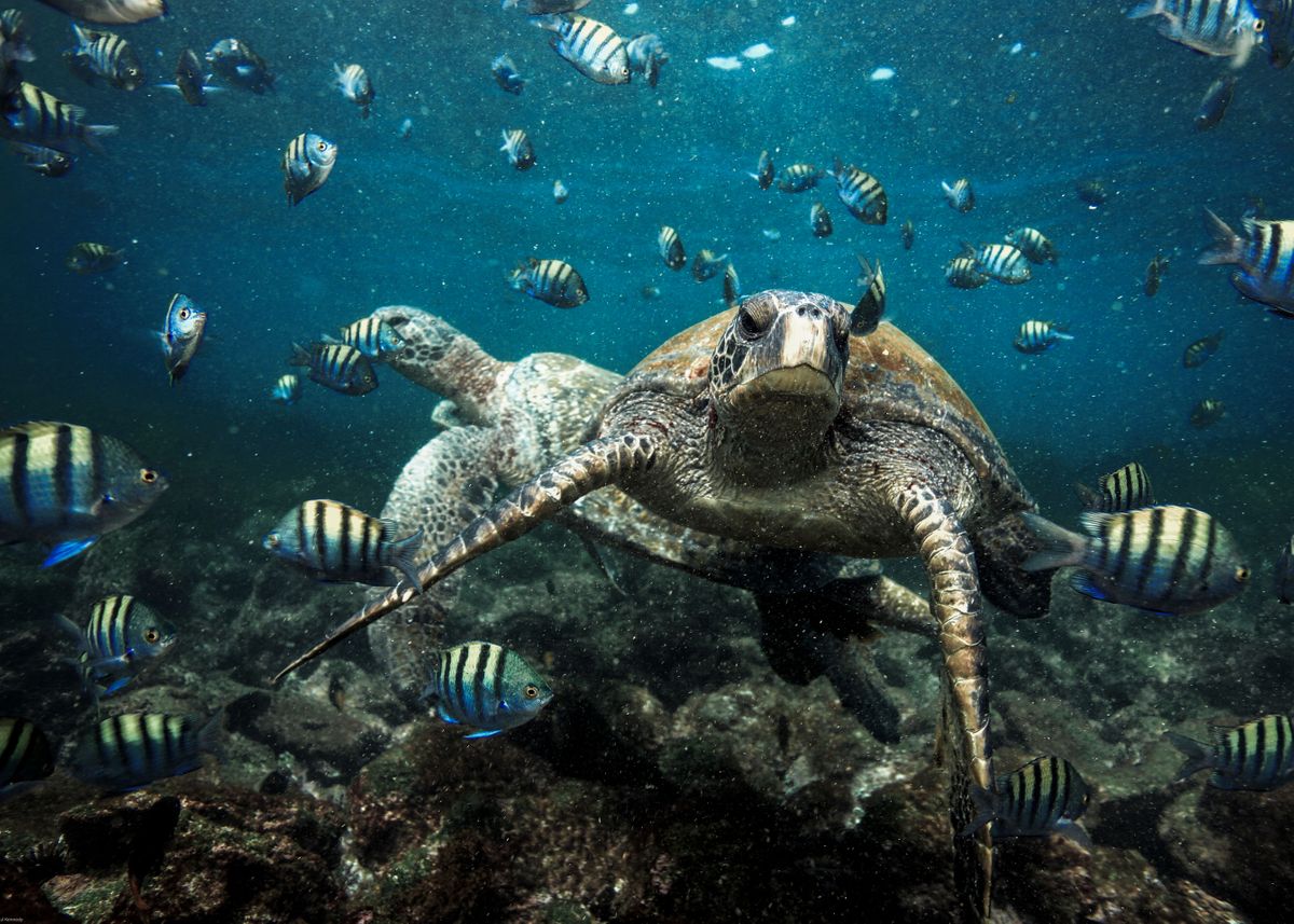'Galapagos sea turtles' Poster, picture, metal print, paint by Long ...