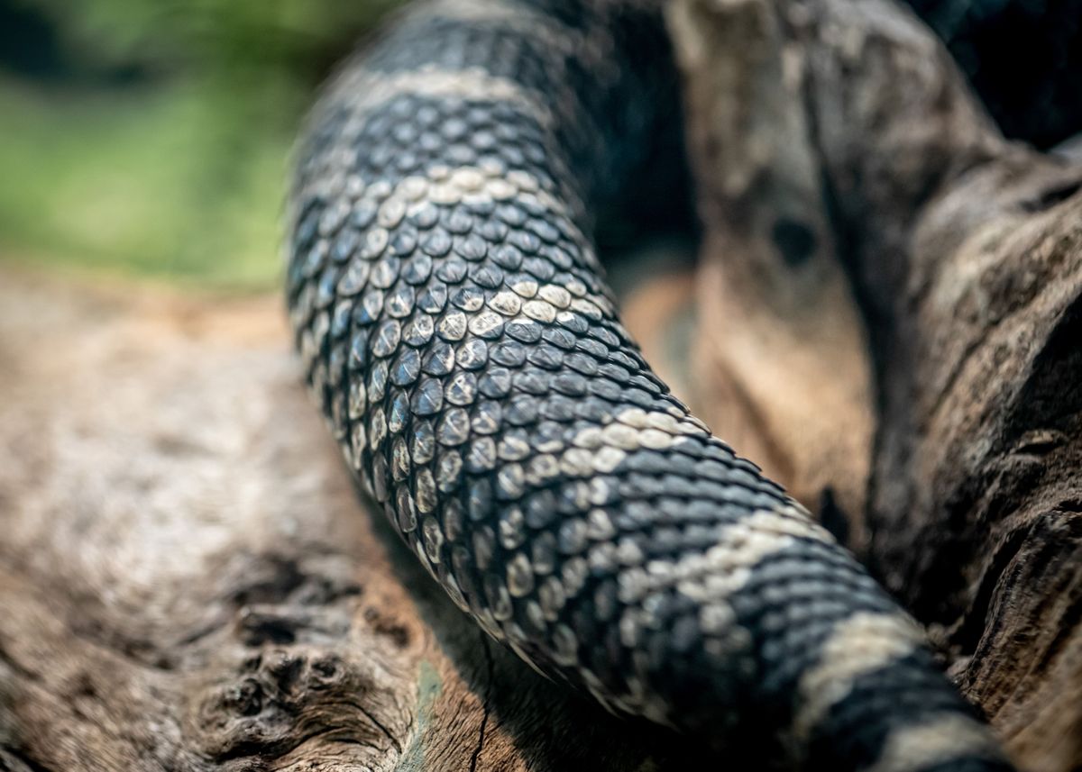 An image of a snake taken at macro scale