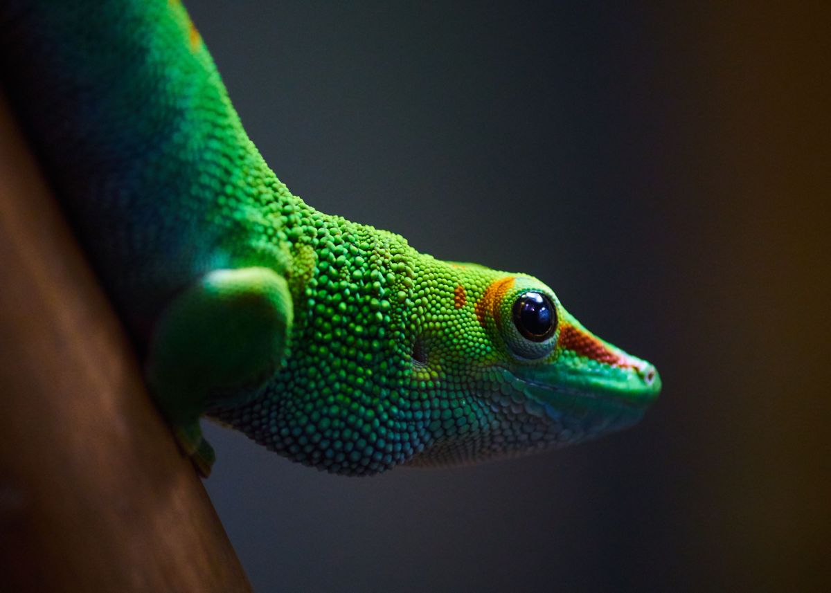 'Madagascar Giant Day Gecko' Poster, picture, metal print, paint by ...