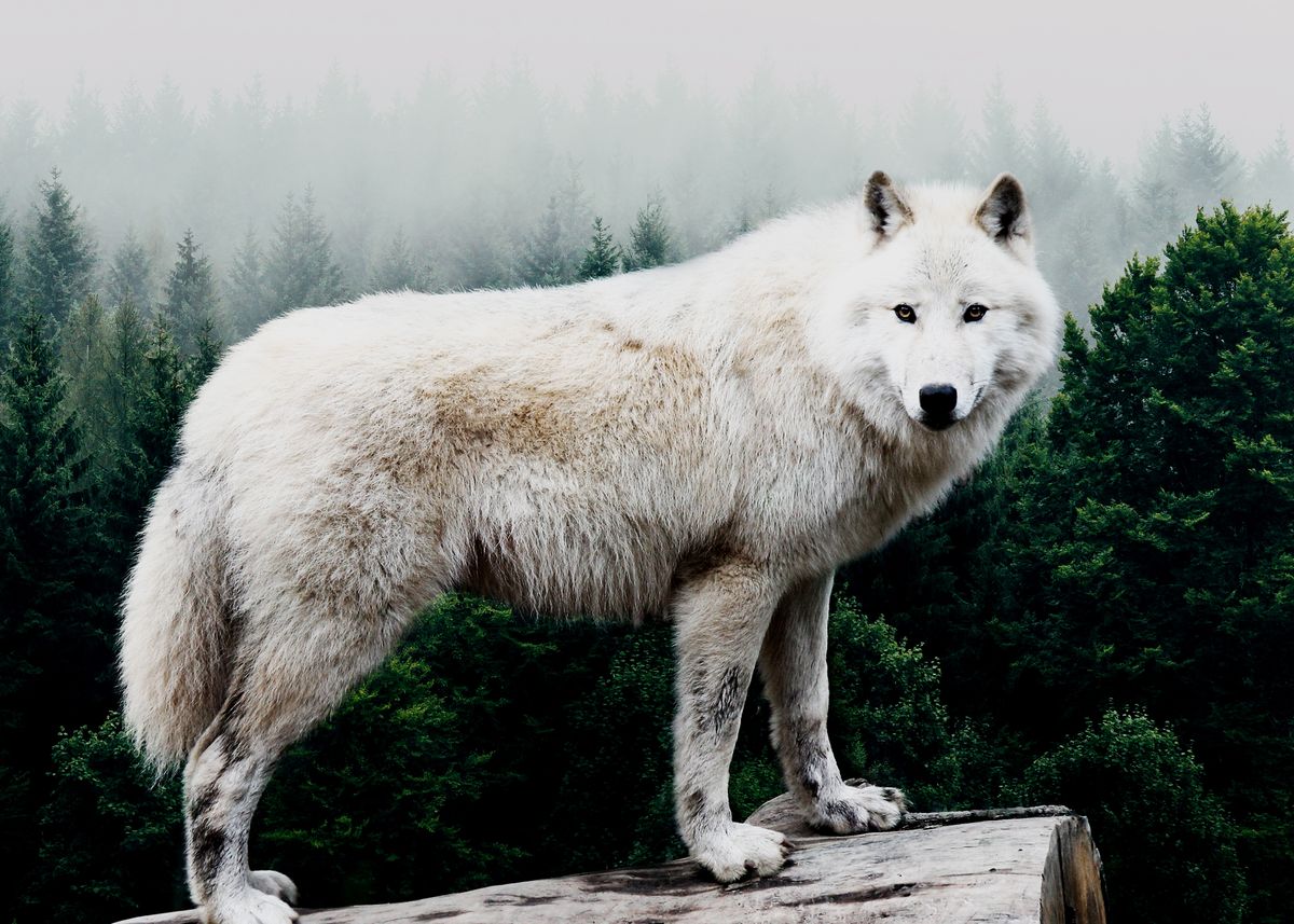 white wolf running through forest