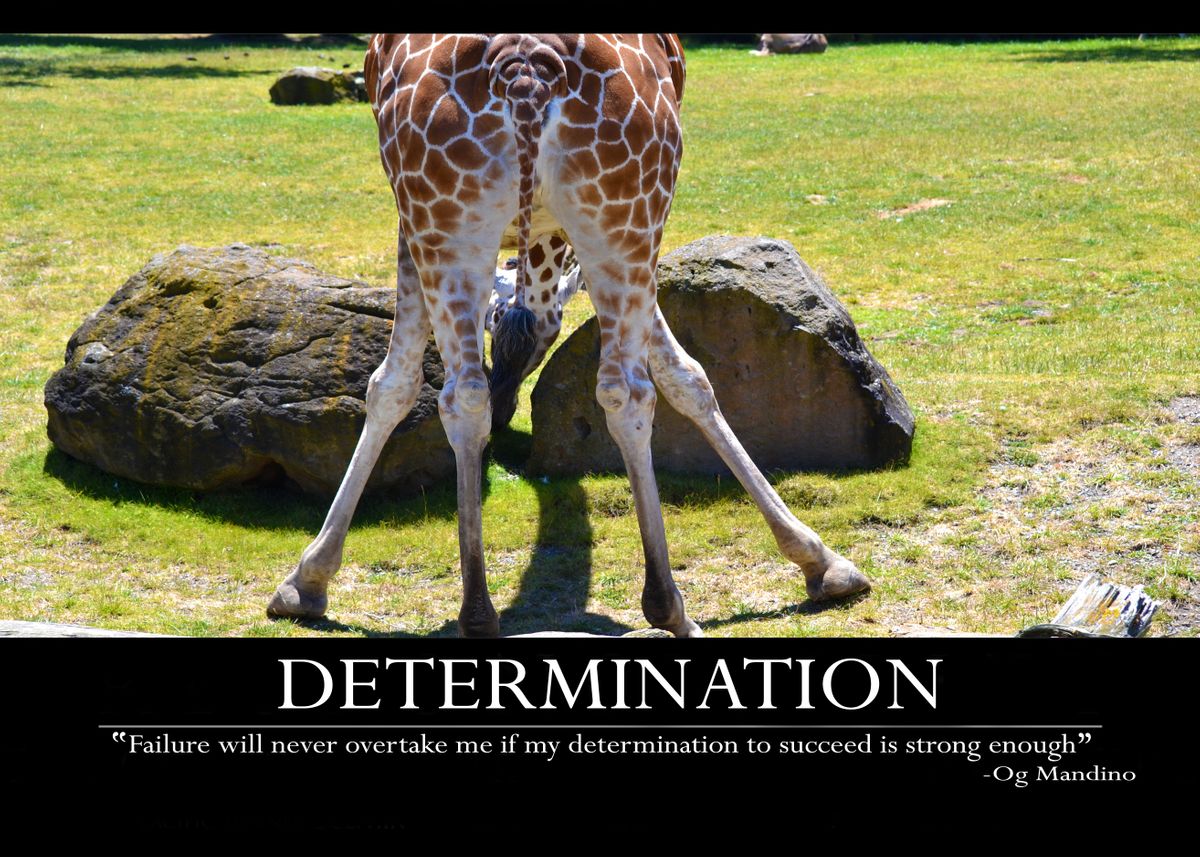 'DETERMINATION' Poster, picture, metal print, paint by Highly ...