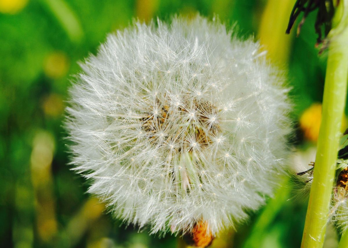 'Colorful Dandelion ' Poster by Sofie Rath | Displate