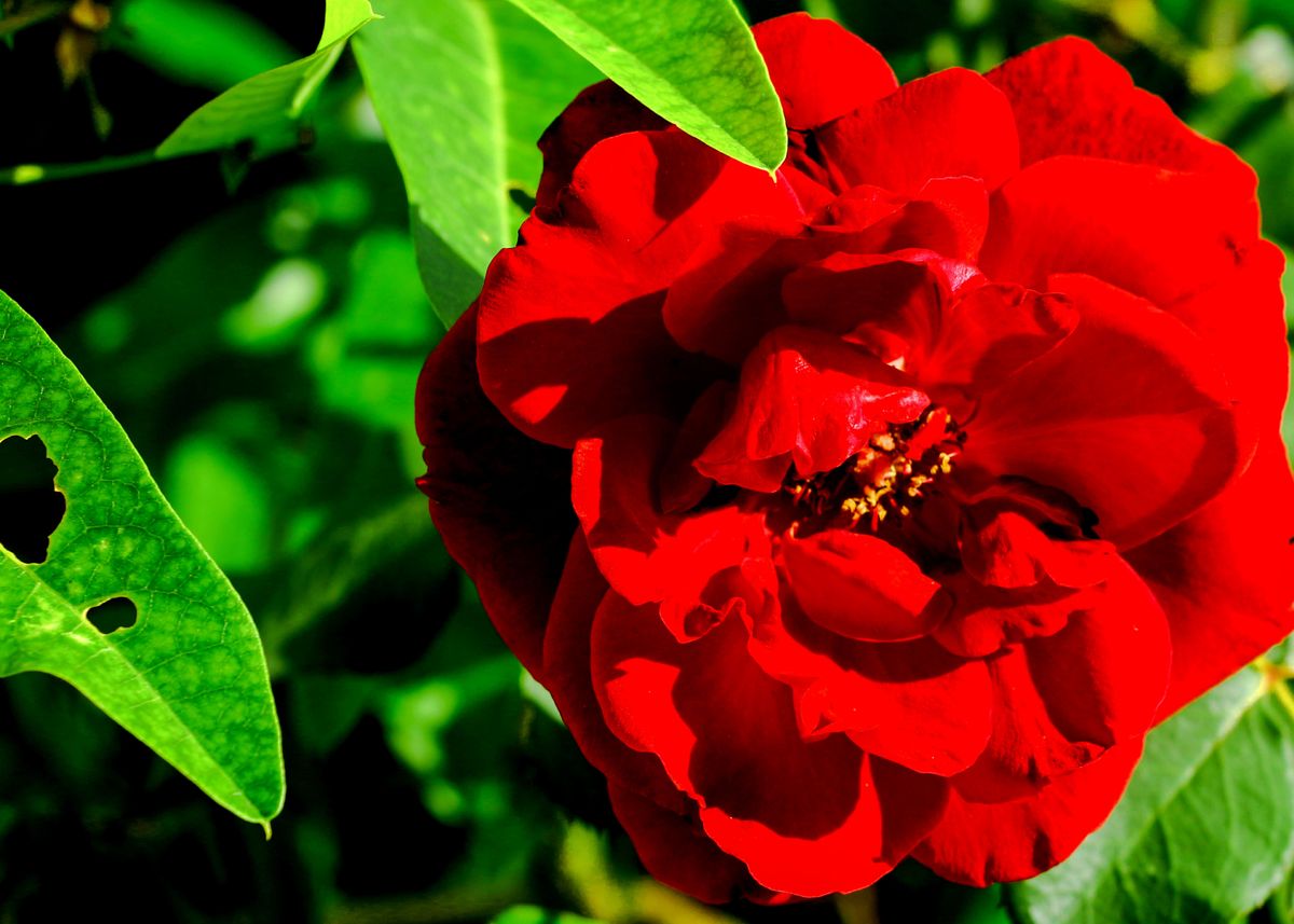 'Nanas Rose' Poster, picture, metal print, paint by Tiffani De La Torre ...