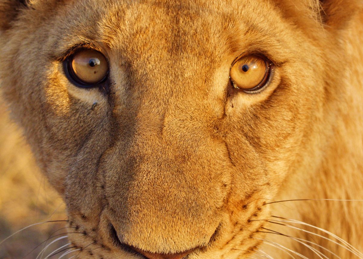 'Lion Eyes' Poster by Barbara Fraatz Displate