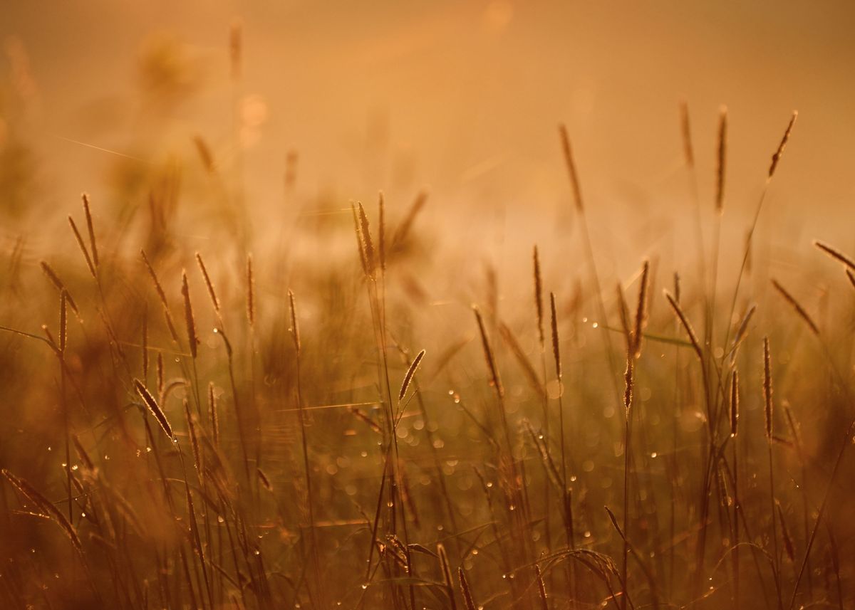 'Grass In The Morning Fog A' Poster by Stunning Wallpapers | Displate