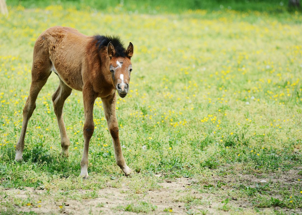 'Baby Horse In Grass' Poster, picture, metal print, paint by Stunning ...