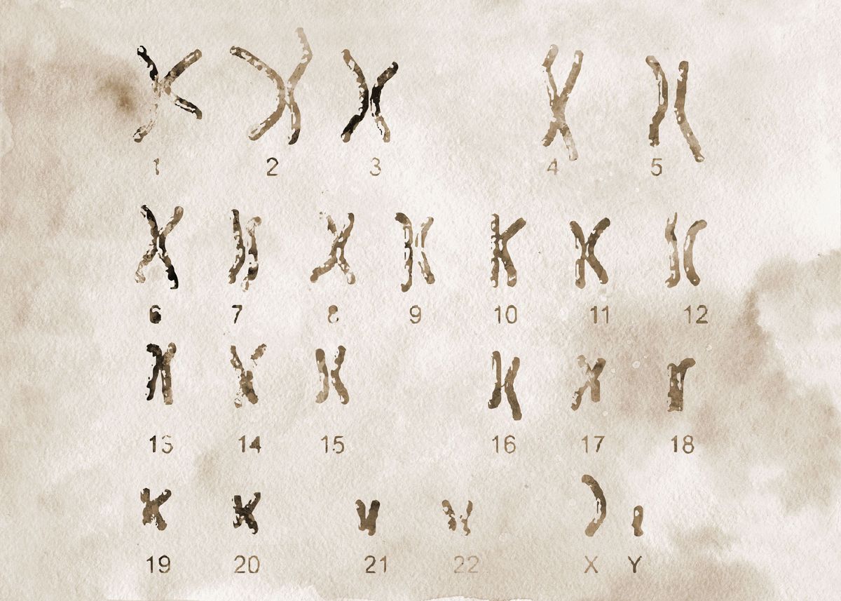'Male Chromosome idiogram ' Poster by Erzebet Prikel | Displate