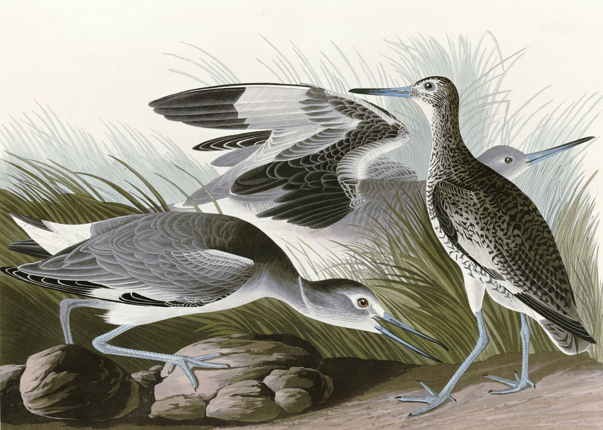 ' Semipalmated Snipe or ' Poster by Old master art Displate