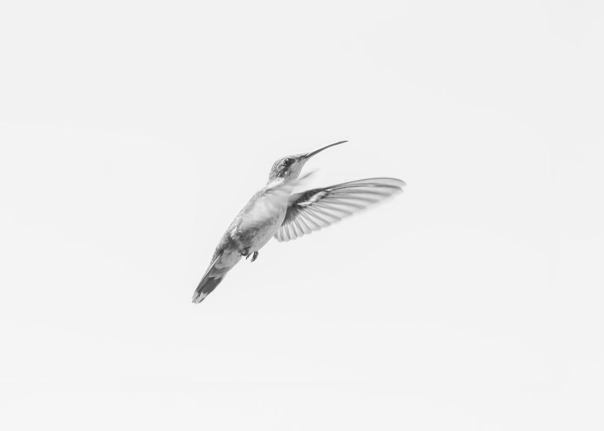 'Hummingbird minimalism 2' Poster, picture, metal print, paint by ...