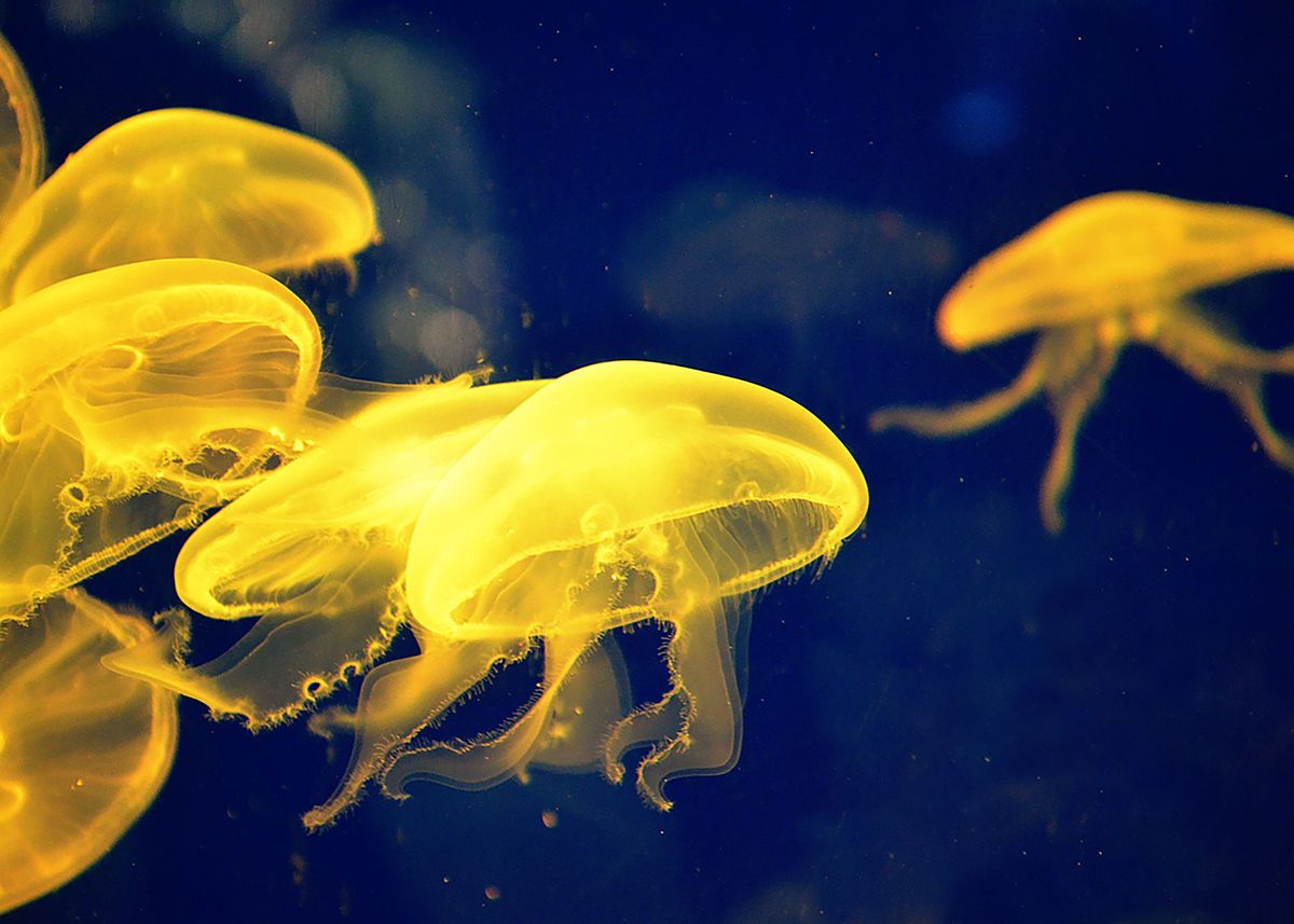 Yellow Jellyfish' Poster by Art Shack | Displate