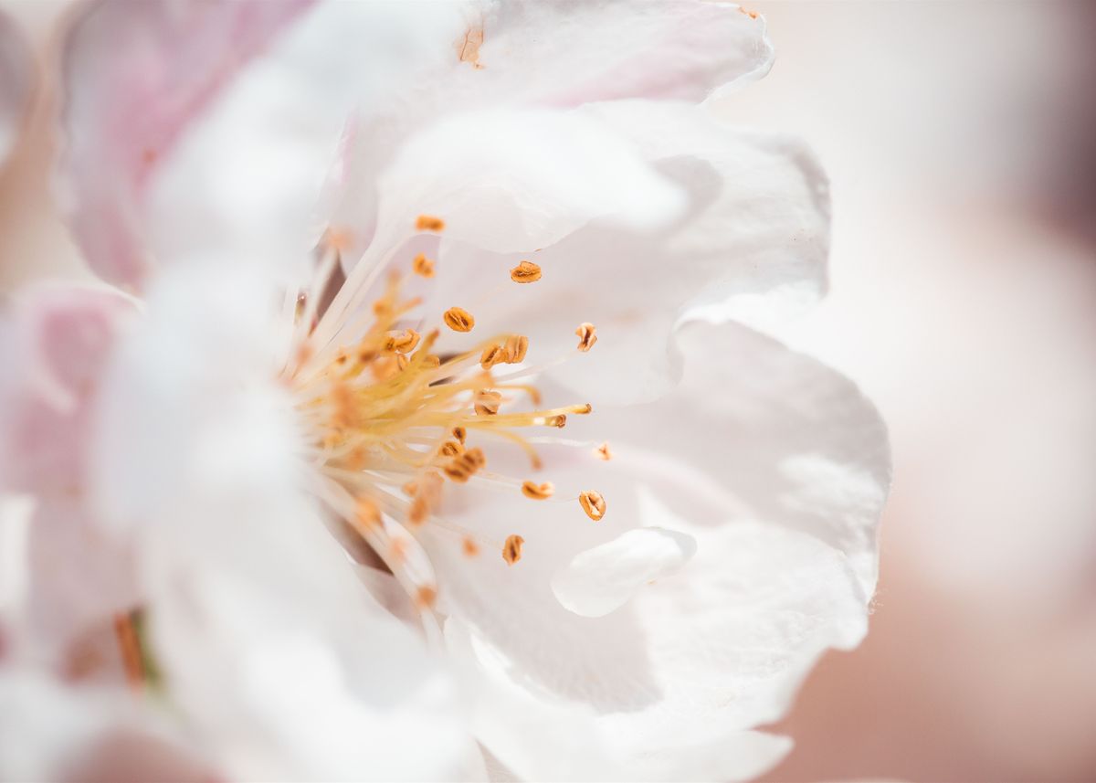 'Wonderful Spring Bloom' Poster, picture, metal print, paint by Create ...
