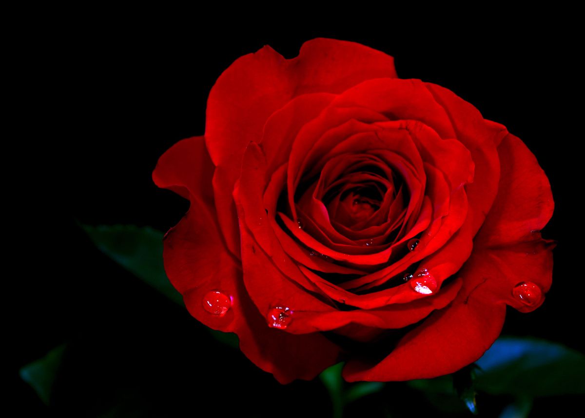 'Blood Red Rose' Poster by Morgyn Church | Displate