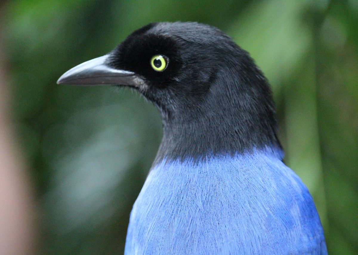 'blue And Black Bird' Poster By Jennifer Thurn 