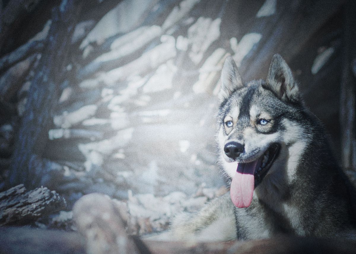 ' Wolf predator Husky B' Poster by Ichiro Ninja Displate