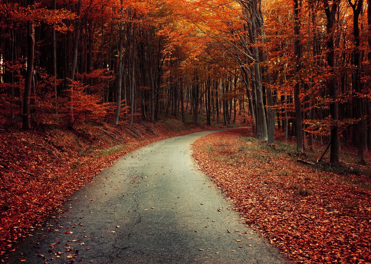 'Autumn forest road' Poster by Zsolt Zsigmond | Displate