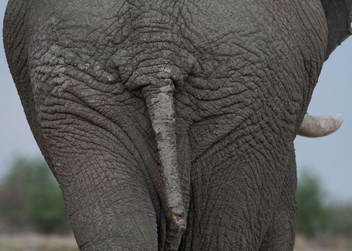 'Elephant rump' Poster by Kyle Lewin | Displate