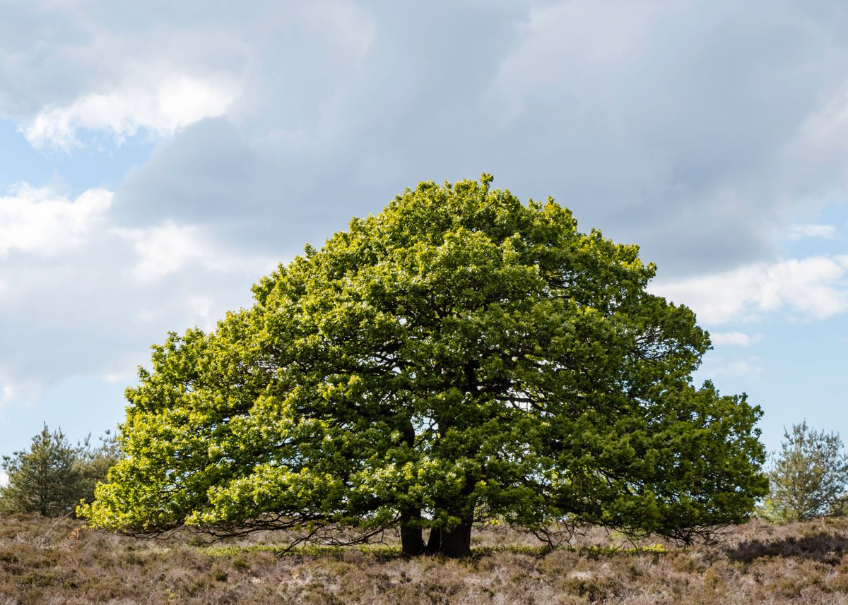 'Beautiful Big tree' Poster by Anjo ten Kate | Displate