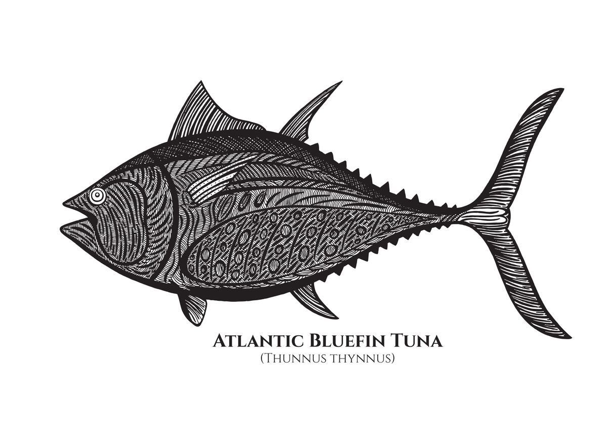 'Bluefin Tuna Fish names' Poster, picture, metal print, paint by Suzie