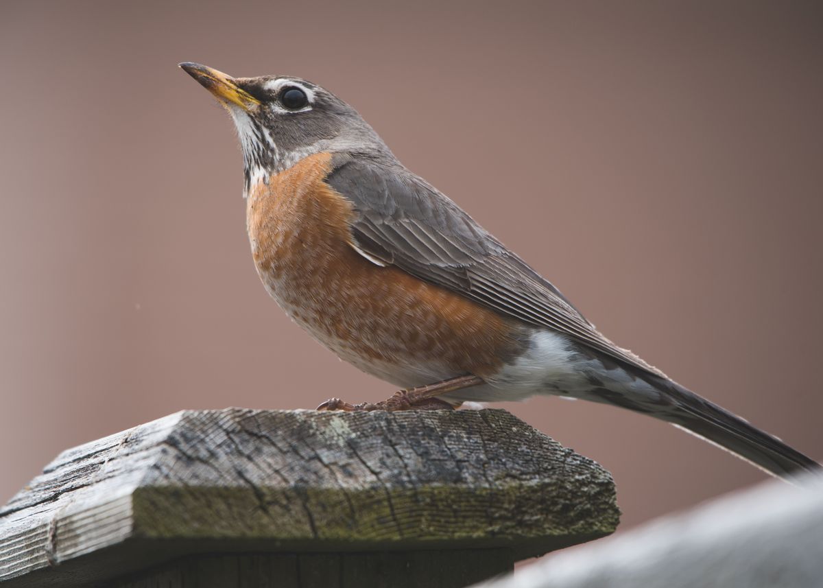 'American Robin' Poster, picture, metal print, paint by Ramasamy Ahilan ...