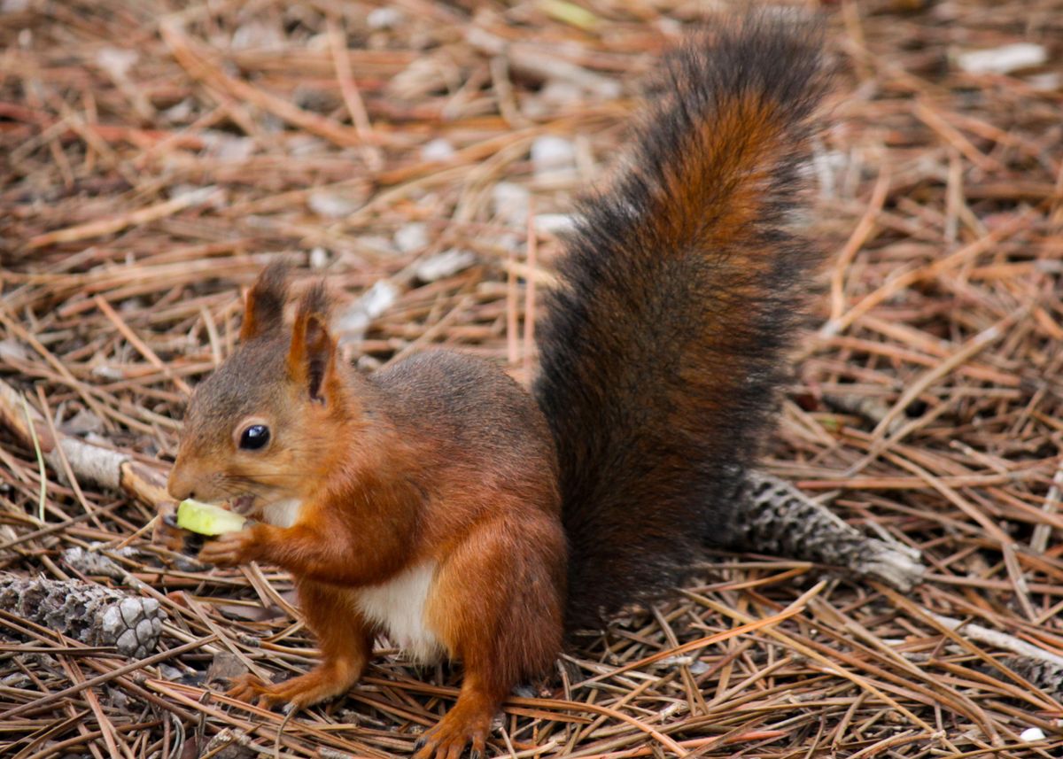 'Eating Squirrel' Poster, picture, metal print, paint by GaillatPics