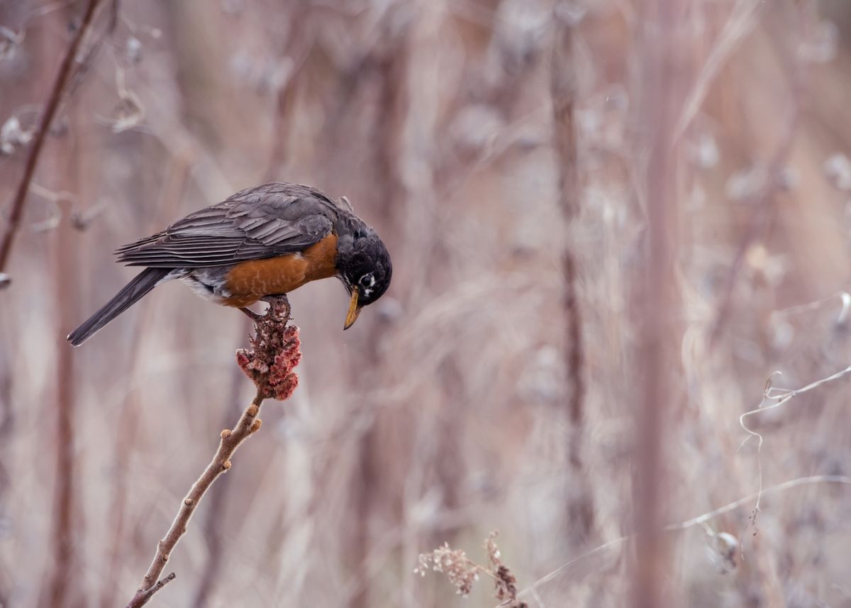 'Robin on staghorn shrub' Poster, picture, metal print, paint by ...
