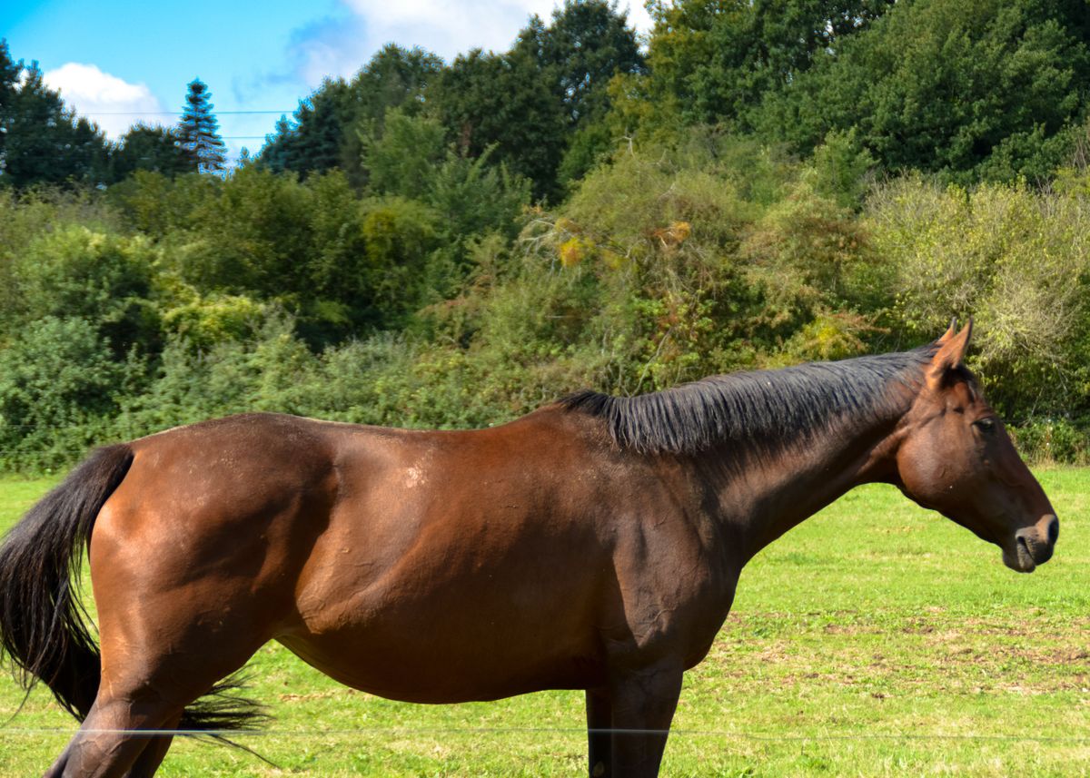 'Horse holding the break' Poster by NicolaStudio Displate