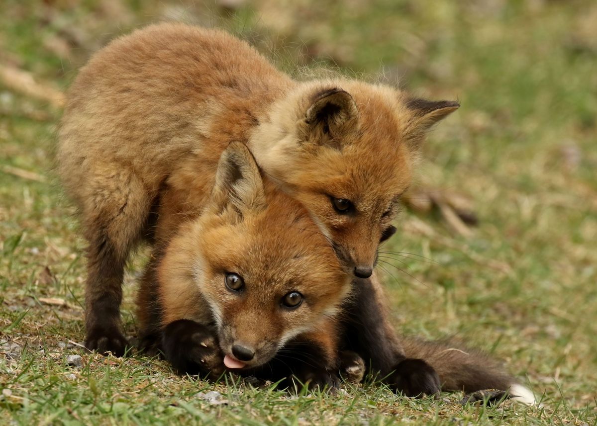 'fox Kits Wrestle' Poster, Picture, Metal Print, Paint By Thee Owl 