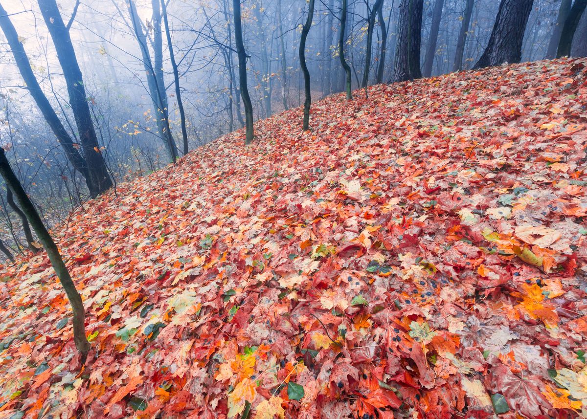 'Autumn Landscape Poland Na' Poster, picture, metal print, paint by ...