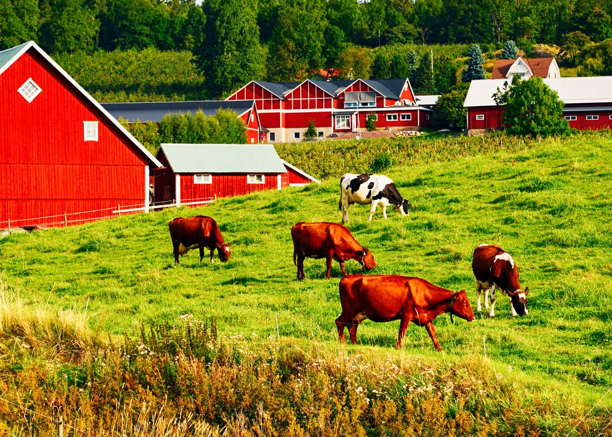 'Grazing Cattle' Poster, picture, metal print, paint by Noah | Displate